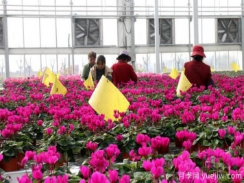 扬州高邮：每天发货30万株，花工厂绽放乡村振兴致富花