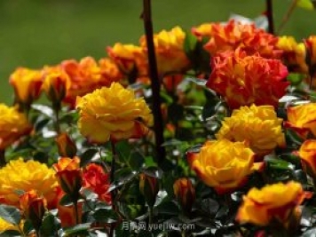 安阳市滑县森林公园月季花开放，赏花打卡正当时