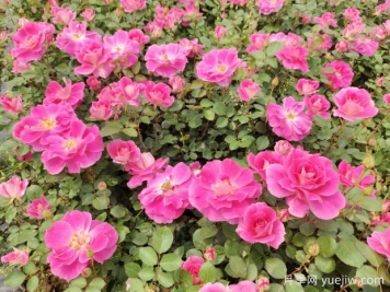 仙境盆栽月季杯苗粉色丰花，绿化工程批发