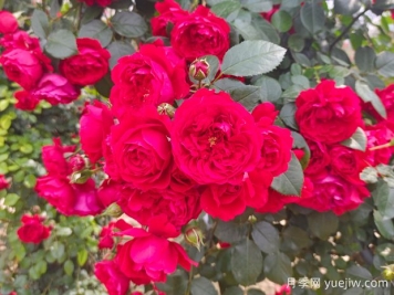 6款红色系的藤本月季品种，适合打造网红花墙