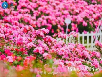 2024年第二届杭州市月季花展举办，赏500万株月季