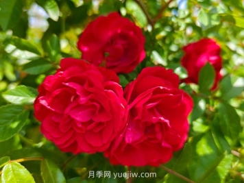 月季红木香爆花机器，花艳丽花量大花期长