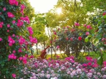 上海前滩休闲公园，月季花海盛景等你赏