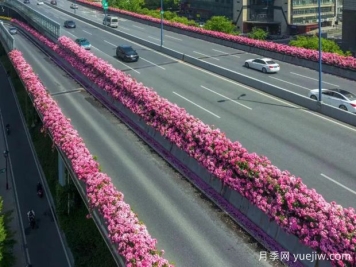 杭州高架月季初开，2024年又到走花路时间
